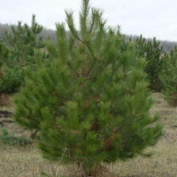 Сосна кримська купить