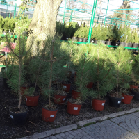 Сосна кримська купить