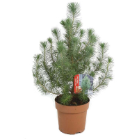 Сосна італійська (пінія) купить