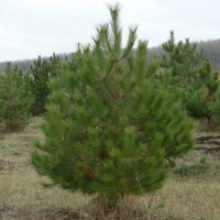 Сосна кримська купить