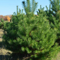 Сосна кримська, 2,5 м купить