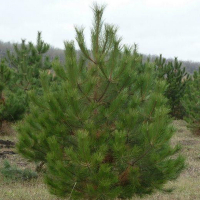 Сосна крымская, 2 м купить