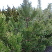 Сосна кримська, 1,5 м купить