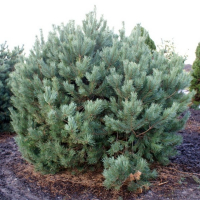 Сосна звичайна купить