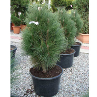 Сосна чорна Грін тауер купить