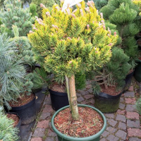 Сосна гірська Мугус на штамбі купить