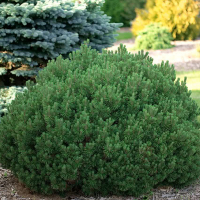 Сосна гірська Мопс купить