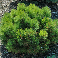 Сосна чорна Нана купить