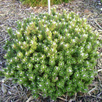 Сосна Бревифолиа купить