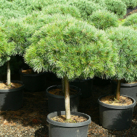 Сосна веймутова Нана на штамбі купить