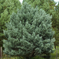 Сосна сильвестріс Ватерері купить