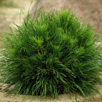 Сосна гірська Варелла купить