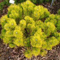 Сосна гірська Вінтер Голд купить