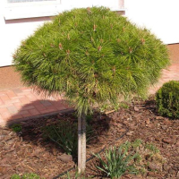 Сосна Бревифолиа купить