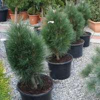 Сосна чорна Грін Тауер купить