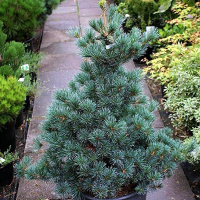 Сосна дрібнокольорова Блу Гіант купить