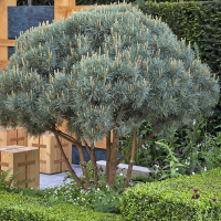 Сосна звичайна Ватерері Нана бонсай купить