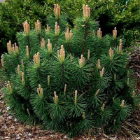 Сосна гірська Пумилио купить