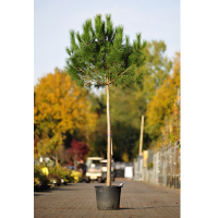 Сосна італійська (Пінія) купить