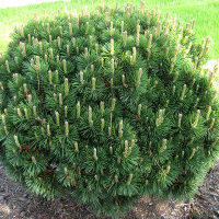 Сосна гірська Гном купить