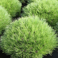 Сосна чорна Марі Брегон купить