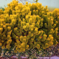 Сосна гірська Вінтер Голд купить