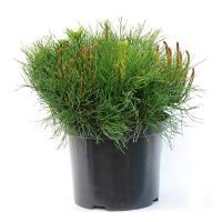 Сосна гірська Мугус купить