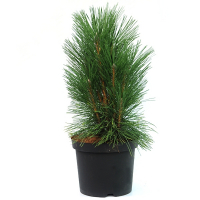 Сосна черная Пирамидалис купить