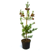 Сосна дрібноквіткова Негіші купить