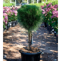 Сосна черная Саммер Бриз штамб купить