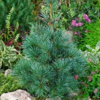 Сосна дрібноквіткова Глаука купить