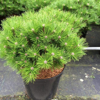 Сосна густоквіткова Лоу Глоу купить