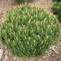 Сосна горная Бенджамин купить