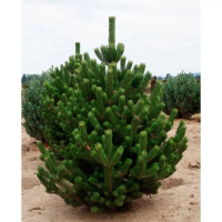 Сосна черная Орегон Грин купить