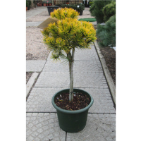 Сосна звичайна Вінтер Голд купить