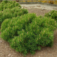 Сосна гірська Пуміліо купить