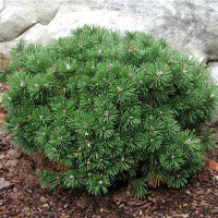 Сосна гірська Мопс купить