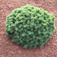 Сосна гірська Шервуд компакт купить