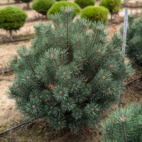 Сосна звичайна 'Аргентеа Компакта' купить