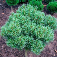 Сосна веймутова Тіні Керлс купить