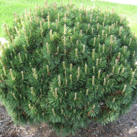 Сосна Бревифолиа купить