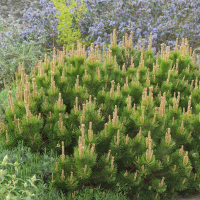 Сосна гірська Мугус купить