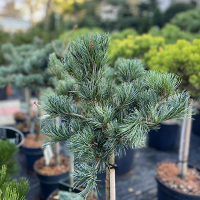 Сосна мелкоцветковая Негиши купить