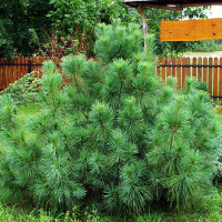 Сосна веймутова Мініма купить