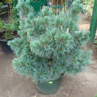 Сосна веймутова Blue Shag купить