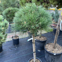 Сосна черная Пьеррик Брегон купить