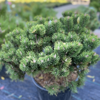 Сосна гірська Лаурин купить