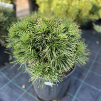 Сосна гірська Варелла купить