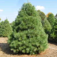 Сосна гімалайська купить