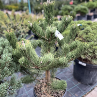 Сосна чорна Орегон Грін купить